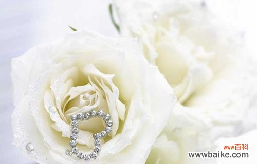 美丽柔情的象征——白玫瑰 解读白玫瑰的花语及其代表意义