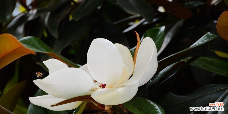 广玉兰花的文化内涵与美学价值 广玉兰花的象征意义及价值