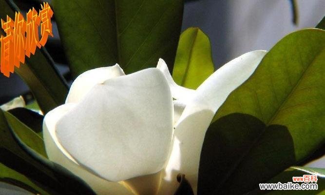 广玉兰花的文化内涵与美学价值 广玉兰花的象征意义及价值