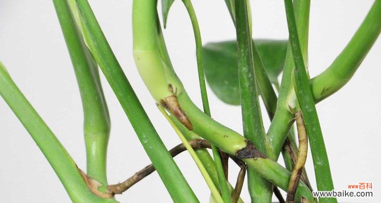 以龟背竹的花语解读生活中的美好与祝福 花开龟背竹，寓意吉祥如意