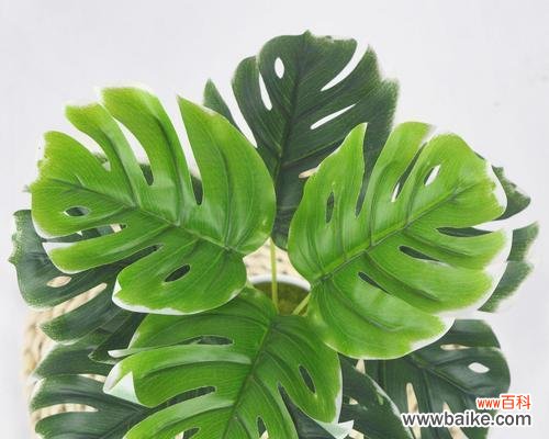 以龟背竹的花语传递的生命哲学和美好愿景 以龟背竹的花语——坚韧与希望