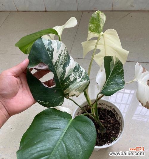 以龟背竹的花语传递的生命哲学和美好愿景 以龟背竹的花语——坚韧与希望