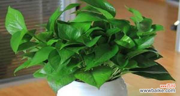 探索自然之道 以龟背竹浇花的深意