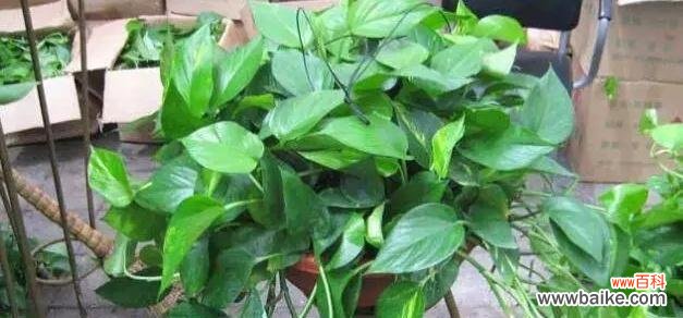 探索自然之道 以龟背竹浇花的深意