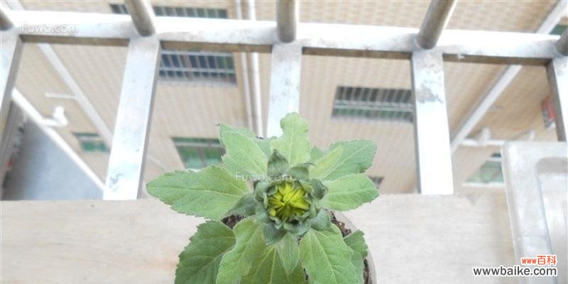 探索自然之道 以龟背竹浇花的深意