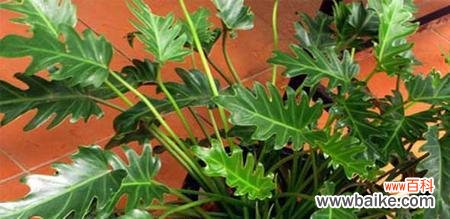 寓意深远的龟背竹 龟背竹的美丽与坚韧