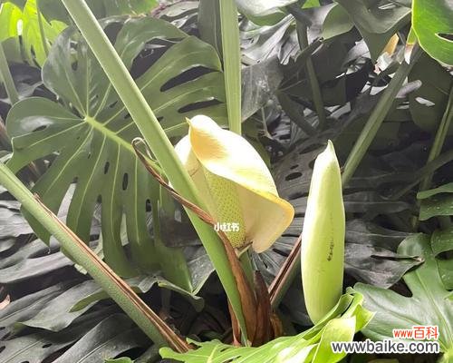 寓意深远的龟背竹 龟背竹的美丽与坚韧