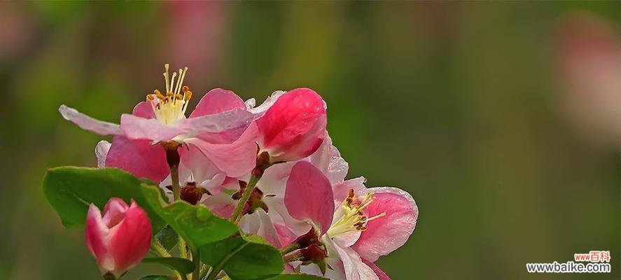 唤醒心灵的红色誓言 海棠花的花语——静美与坚强