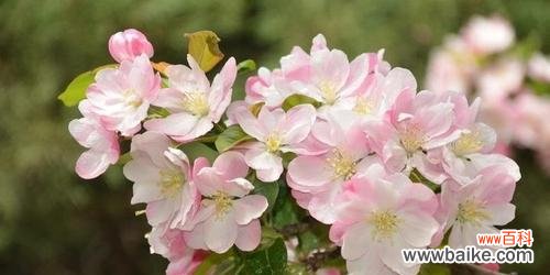 探寻海棠花的花语及其文化背景 海棠花的含义与传说