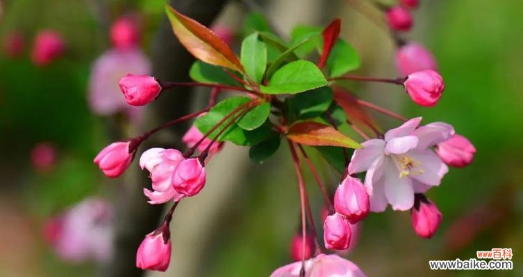 探寻海棠花的花语及其文化背景 海棠花的含义与传说
