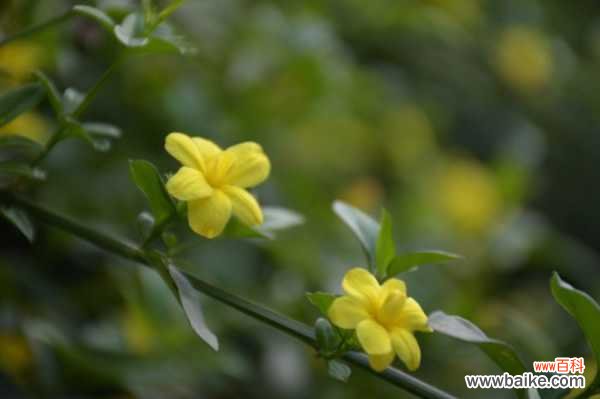 迎春花烂根怎么办