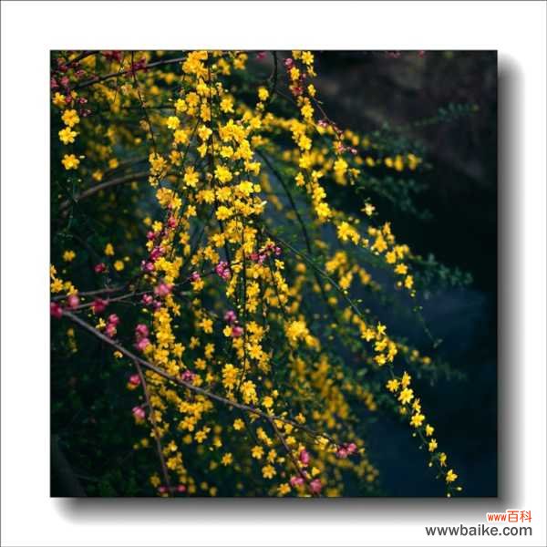 迎春花烂根怎么办