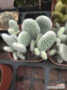 仙人掌黄叶的原因及处理办法