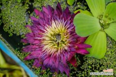 睡莲黄叶的原因和处理办法