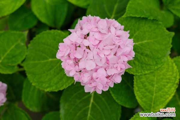 绣球花烂根怎么办