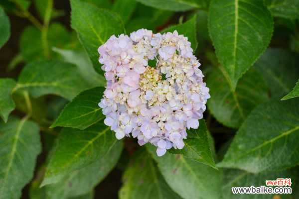 绣球花烂根怎么办