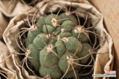 仙人球黄叶的原因及处理办法