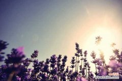 薰衣草烂根怎么办