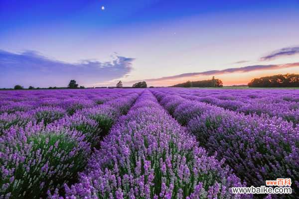 薰衣草烂根怎么办