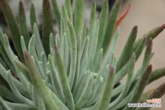 仙女杯黄叶的原因和处理办法