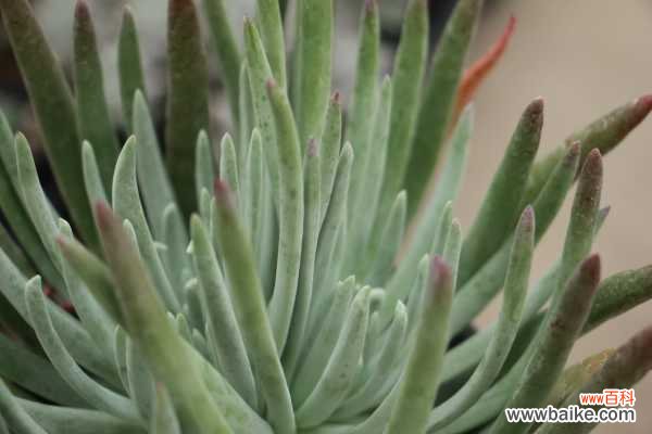 仙女杯黄叶的原因和处理办法