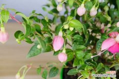 倒挂金钟烂根怎么办