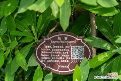 结香黄叶的原因和处理办法