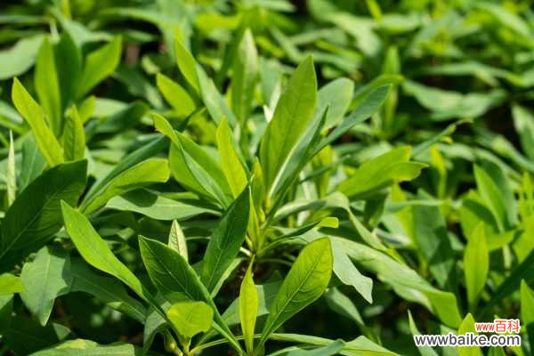 结香黄叶的原因和处理办法