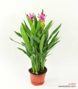 姜荷花黄叶的原因和处理办法