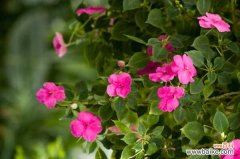 凤仙花烂根是怎么回事