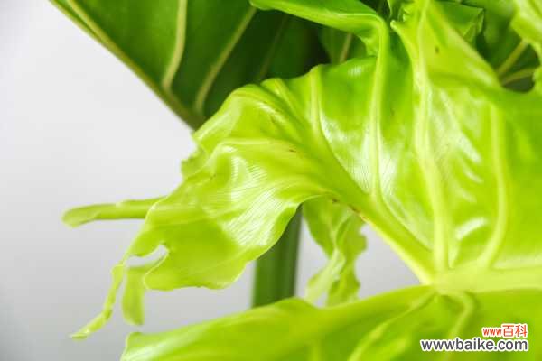 春羽叶子发黄的原因,黄叶怎么办