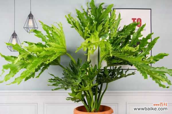 春羽叶子发黄的原因,黄叶怎么办