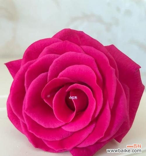 浓情蜜意 大桃红玫瑰