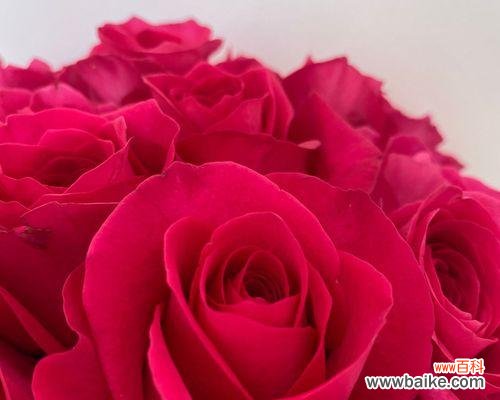 浓情蜜意 大桃红玫瑰