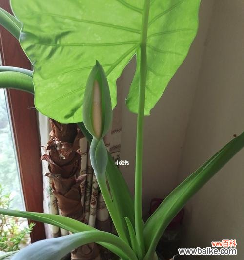 探寻滴水观音植物的灵性之美 滴水观音植物的象征意义及养护方法