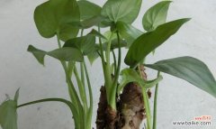 用心倾听 滴水观音花语——寄托希望的象征