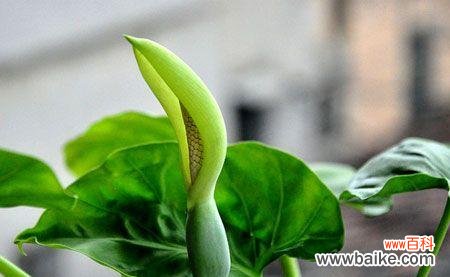 以滴水观音为纽带 滴水观音的花语——传递心灵的守护与希望