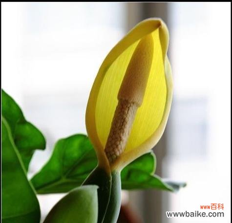 以滴水观音为纽带 滴水观音的花语——传递心灵的守护与希望