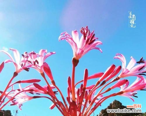 光芒璀璨 灯台百合花语