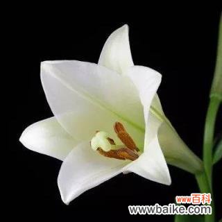 光芒璀璨 灯台百合花语