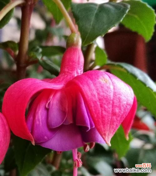 探寻吊钟海棠的秘密 吊钟海棠花语