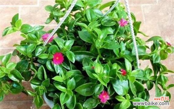 吊兰花的花语和寓意解读 吊兰花语之美——绿叶间的生命之舞