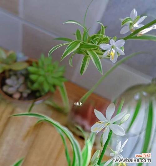 一盆吊兰背后的深意 吊兰花的含义和象征