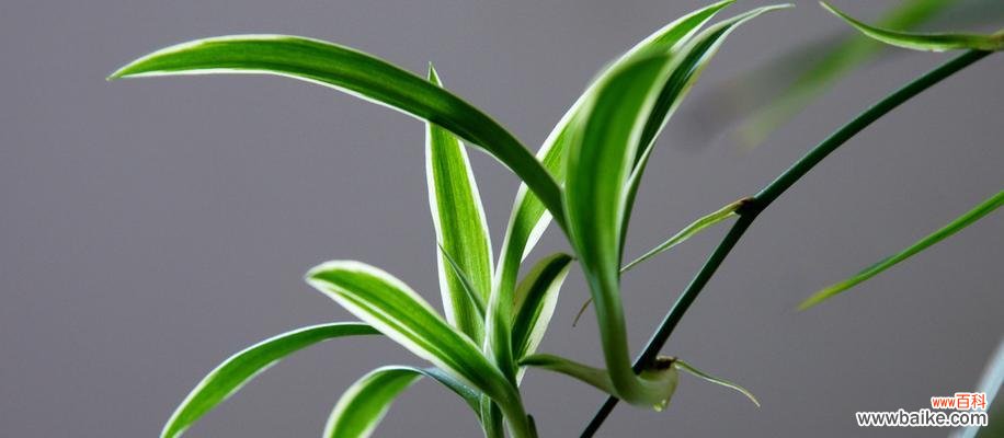 一盆吊兰背后的深意 吊兰花的含义和象征