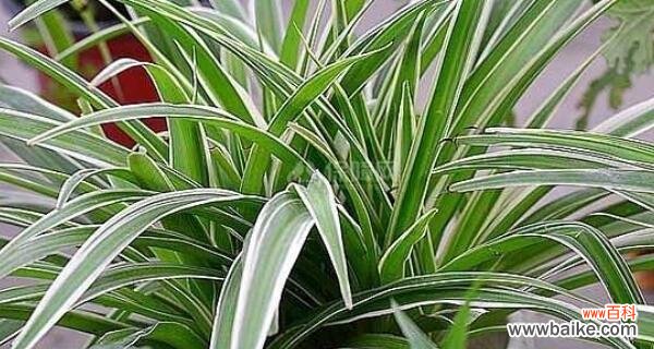 一盆吊兰背后的深意 吊兰花的含义和象征