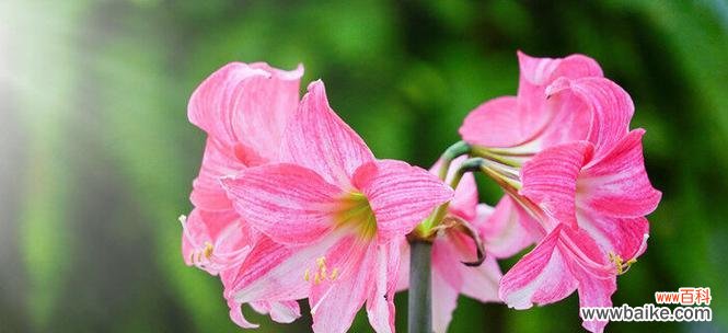 探寻兰花的隐含含义 兰花语