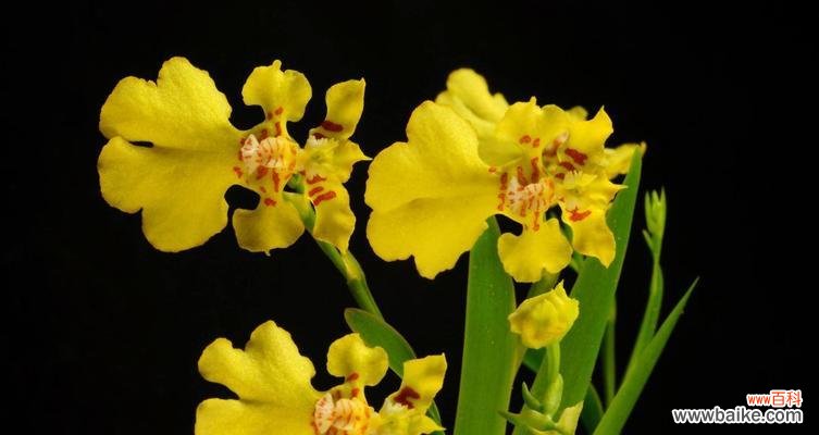 探寻兰花的隐含含义 兰花语