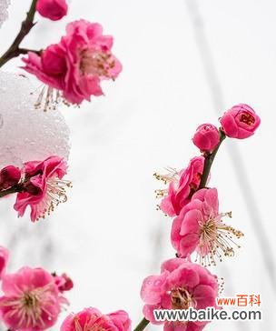 傲雪凌寒的梅花魅力 冬天梅花的神奇之美