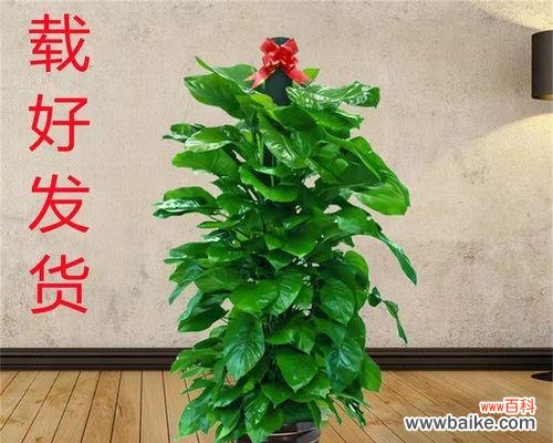 探索绿萝柱的寓意与意义 绿萝柱——生命力与希望的象征