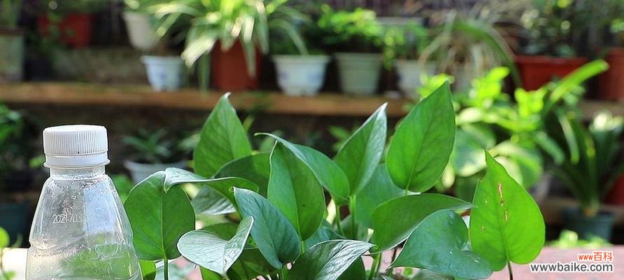 探寻绿萝的神奇魅力与象征意义 绿萝